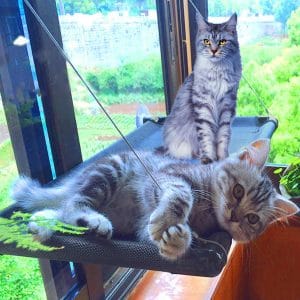 JingStyle Cat Bed Window Perch