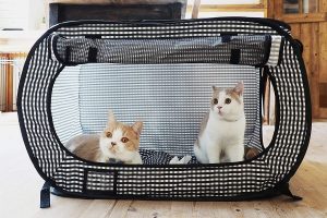 Cat Cages
